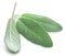 Fresh velvet leaves of garden sage on the white background.