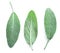 Fresh velvet leaves of garden sage on the white background