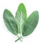 Fresh velvet leaves of garden sage on the white background