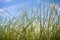 Fresh Vetiver Grass blade in the countryside