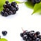 Fresh and vibrant high quality image of ripe elderberry fruit isolated on a clean white background