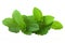 Fresh and Vibrant Transparent Mint Leaves on White Background, Perfect for Refreshing Designs. created with Generative AI