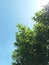 Fresh view of a bunch of trees by the roadside on blue sky background