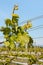 Fresh vine leaves in vineyard against blue sky