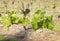 Fresh vine shoots climbing on wire in organic vineyard with blurred background