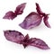 Fresh violet basil on white. Collection