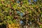 Fresh violet blossoms of the male larch, selective focus, blurred background