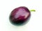 A fresh violet brinjal vegitable isolated put on white background