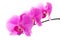 Fresh violet orchids isolated