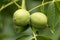 Fresh walnut fruits in green shells ripening on the tree.