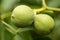 Fresh walnut fruits in green shells ripening on the tree.