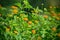 Fresh Warm Green Wild Lantana Plants With Orange Flowers In Field