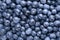 Fresh Washed Blueberry Background