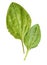 Fresh washed green leaves of plantain Plantago major medicinal plant