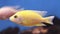 Fresh water aquarium yellow fish