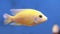 Fresh water aquarium yellow fish