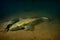 Fresh water burbot fish  underwater