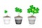 Fresh Water Clover Plant in Ceramic Flower Pots