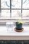 Fresh water in the glass and flowerpots by window in stylish loft with white walls and sunlight.. Drinking clear water concept,
