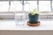 Fresh water in the glass and flowerpots by window in stylish loft with white walls and sunlight.. Drinking clear water concept,