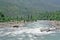 Fresh water green river beas through himalayan forest in Kullu