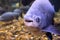 Fresh water pacu smling at the camera