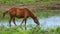 A Fresh-Water Pond, Perfect for a thirsty Horse