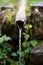 Fresh water pouring from wooden pipe, mountain spring