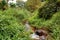 A fresh water river in the forest at Uluguru Mountains in Morogoro Town, Tanzania