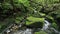 Fresh water stream in tropical rainforest