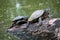 Fresh water turtles climb and stand on the timber for sunbathing