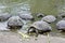 Fresh Water Turtles Eating Cucumber