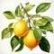 Fresh watercolor lemon fruit with water drops leaves and stem centered on white background