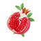 Fresh watercolor pomegranate vector illustration
