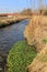 Fresh watercress in a brook