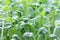 Fresh Watercress salad macro view. Growing sprouts of watercress salad.Micro greens Healthy food. Vegan food