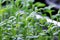 Fresh Watercress salad macro view. Growing sprouts of watercress salad.Micro greens Healthy food. Vegan food