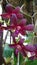 Fresh wet blooming Carmine Dendrobium orchid