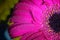 Fresh wet gerbera flower close-up at spring. Great as background or greeting card