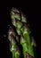 Fresh wet green asparagus close up (macro) on black background