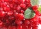 fresh wet  Pomegranate seeds up close food background