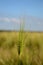 Fresh wheat from a Danish field in Jutland