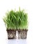 Fresh wheat grass on white