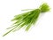 Fresh Wheatgrass Bundle - Healthy Nutrition