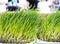 Fresh Wheatgrass for Juicing