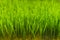 Fresh Wheatgrass plant organic for squeeze juice, Nutritious homegrown Wheatgrass, green wheat sprouts for juice