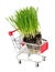 Fresh wheatgrass in shopping cart on white