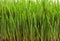 Fresh wheatgrass sprouted wheat