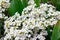 Fresh white Arabis caucasica blossoming flowers on green leaves background in the garden in spring season close up.