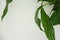 Fresh white background with green Spathiphyllum leaves